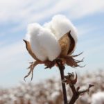 Cotton Symbolism 【Meaning, Symbol and Colors】