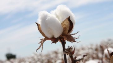 cotton symbolism